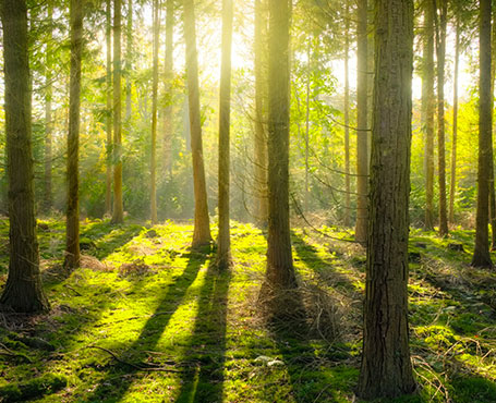 愛的天使-空氣凈化器電商平臺|一網(wǎng)天行-網(wǎng)站建設小程序APP系統(tǒng)軟件開發(fā)公司